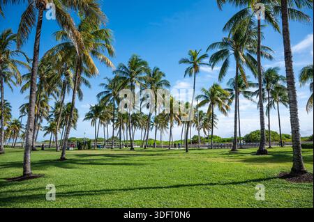 Palme contro il cielo blu nel Lummus Park a South Beach, Miami Beach Foto Stock