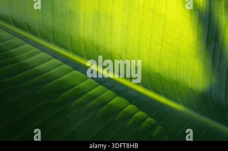 Foglia di banana che mostra motivi naturali, illuminata dalla calda luce del sole con ombra scura Foto Stock
