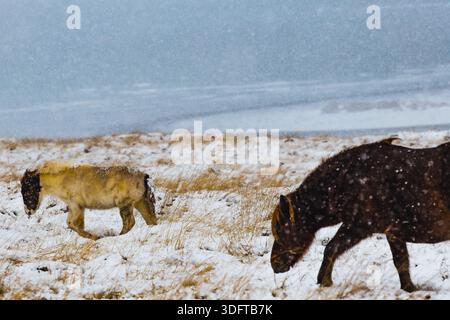 Vista dei cavalli islandesi affronta il duro paesaggio invernale mentre la neve cade dolcemente sulla penisola di Vatnsnes, Blonduos, penisola di Vatnsnes, Islanda settentrionale. Foto Stock