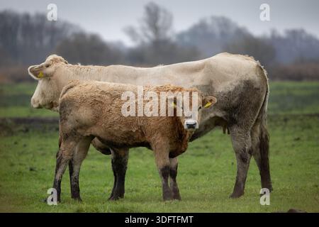 Vitello in piedi davanti alla mucca madre Foto Stock