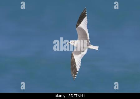 Il gabbiano di sabine, il gabbiano di sabine (Xema sabini), in volo in aliante, Italia, Toscana Foto Stock