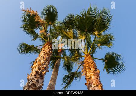 Vista dall'angolo basso delle maestose palme Washingtonia su un cielo blu cristallino a Nizza, Costa Azzurra, nel sud della Francia. Foto Stock