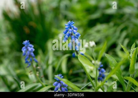Delicati gruppi di fiori Muscari mostrano la loro intensa tonalità blu su un morbido sfondo di verde e altri piccoli fiori bianchi Foto Stock