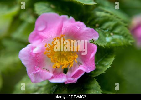 Vista ravvicinata di una singola rosa rosa fiorita che risplende di gocce d'acqua dolce dopo una doccia a pioggia, evidenziandone i dettagli intricati Foto Stock