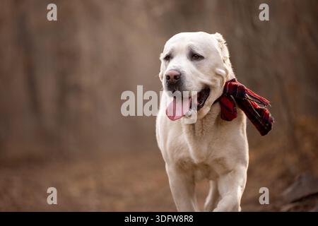 Pastore dell'Asia centrale che cammina attraverso la foresta autunnale indossando una sciarpa rossa, un cane felice che si diverte con attività all'aperto e un'atmosfera stagionale. Foto Stock