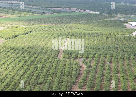 Vista aerea dell'ampio frutteto di agrumi con file geometriche di alberi in un paesaggio rurale agricolo Foto Stock