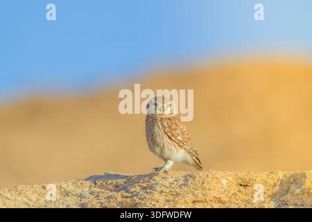 Incredibile foto di un gufo nell'habitat naturale Athene noctua. Piccolo gufo camaflauso in pietre rocciose del deserto e rilassante . Primo piano ritratto Foto Stock