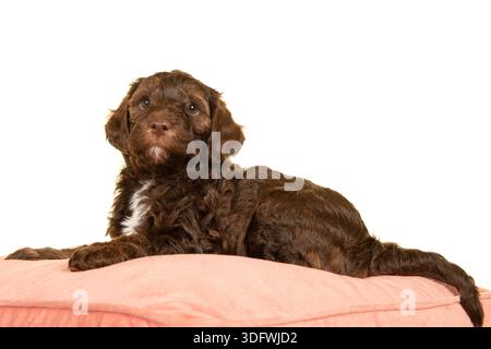 Cute marrone labradoodle cucciolo sdraiato su un cuscino guardando isolato su sfondo bianco Foto Stock