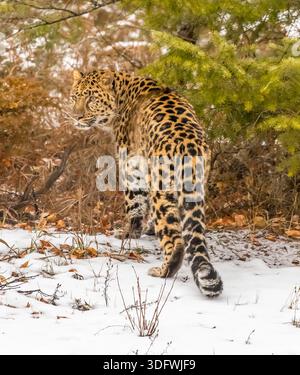 Un leopardo Amur si muove silenziosamente attraverso una foresta innevata, un cappotto dorato addossato contro le derive bianche, occhi acuti che scansionano le prede mentre insegue con pazienza, potenza e grazia alle basse temperature. Foto Stock