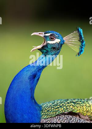 Primo piano dettagliato Peacock Foto Stock