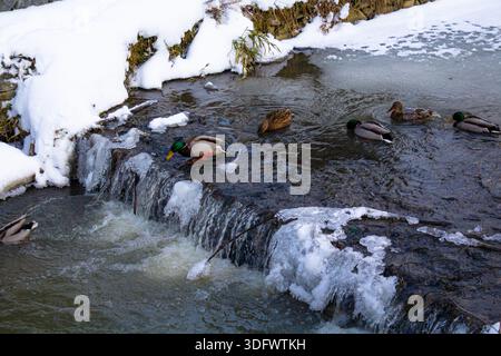 Anatre in un ambiente urbano. Diverse anatre nuotano sull'acqua Foto Stock