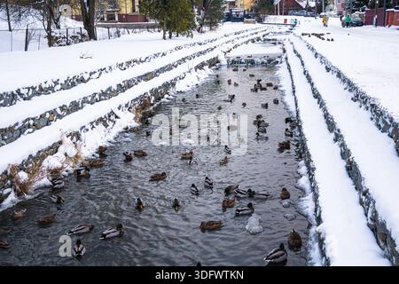 Anatre in un ambiente urbano. Diverse anatre nuotano sull'acqua Foto Stock
