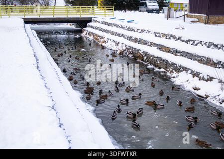 Anatre in un ambiente urbano. Diverse anatre nuotano sull'acqua Foto Stock