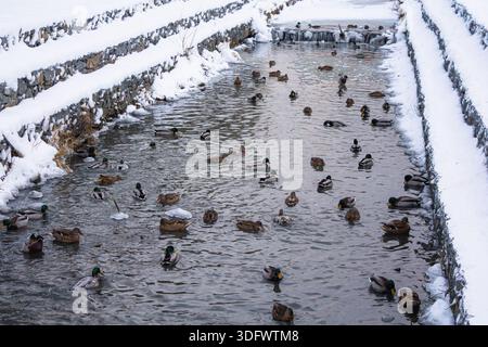 Anatre in un ambiente urbano. Diverse anatre nuotano sull'acqua Foto Stock