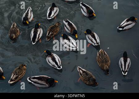 Anatre in un ambiente urbano. Diverse anatre nuotano sull'acqua Foto Stock
