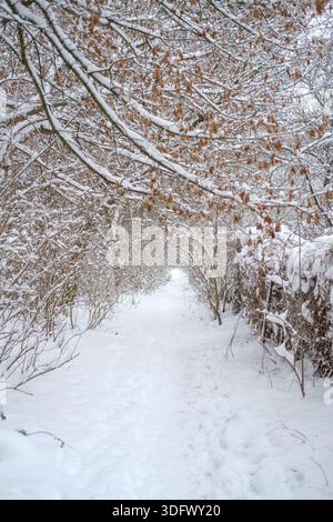 Veduta verticale di uno stretto sentiero innevato tra fitti arbusti e piccoli alberi decidui, rami bruni sovrastanti ricoperti di neve bianca Foto Stock