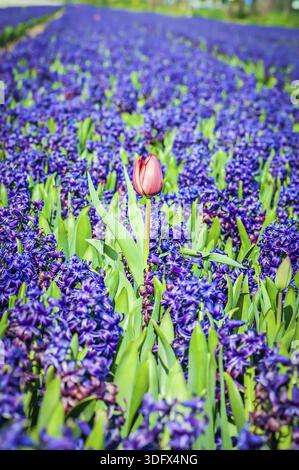 Un campo di giacinto blu e rosso tulipano in Olanda. Profondità di campo. La messa a fuoco in primo piano Foto Stock