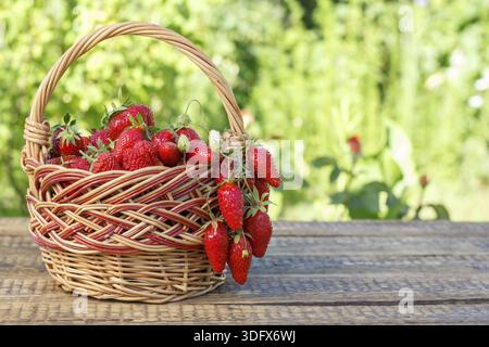 Cestino completo con fragole rosse mature appena raccolte su scrivanie di legno con sfondo verde naturale Foto Stock