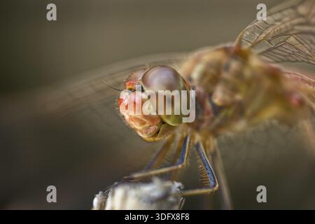 Estrema macro della libellula seduta su un ramoscello Foto Stock