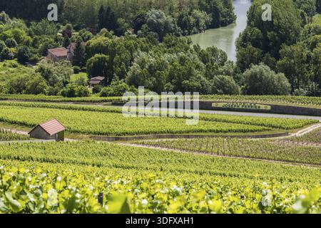 Cumieres, Francia - 9 giugno 2017: Vigneti di Joseph Perrier nei pressi di Hautvillers ed Epernay nel distretto di Champagne Vallee de la Marne in Francia Foto Stock