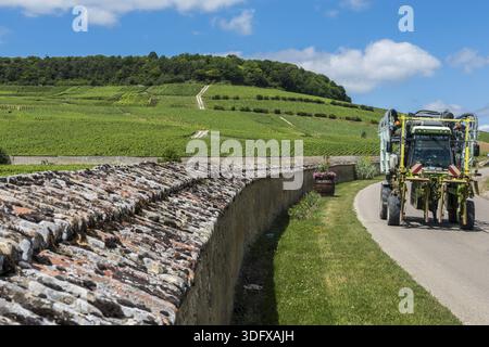 Oger, Francia - 12 giugno 2017: Strada con trattore del vino e vigne a Oger con un grande muro intorno al vigneto, vicino a Epernay nello Champagne districht, p. Foto Stock