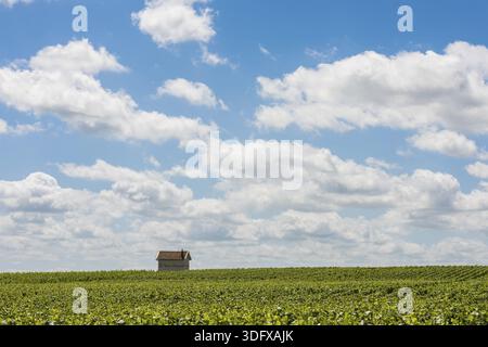 Avize, Francia - 12 giugno 2017: I vigneti di Veuve Clicquot nel distretto Champagne vicino a Epernay in una giornata estiva, in Francia Foto Stock