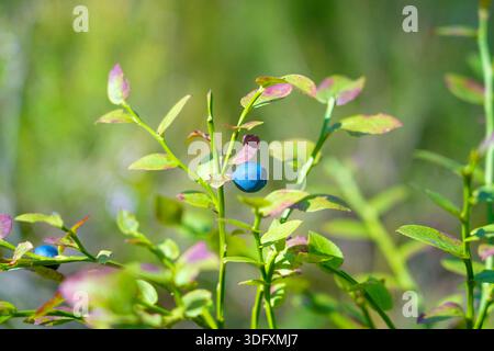 I mirtilli maturi crescono su un cespuglio selvaggio tra foglie verdi, godendosi la luce del sole. È un vivace primo piano di frutti estivi in un habitat naturale Foto Stock