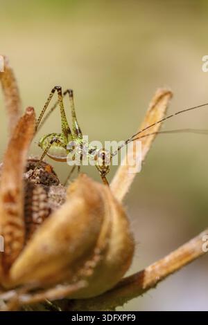 Incredibile macro di una piccola cavalletta colorati su un fiore. Visualizzazione verticale Foto Stock