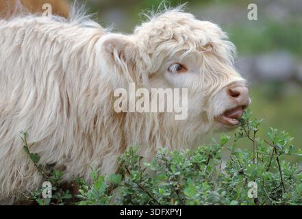 Vacca delle Highland (Bos taurus), vitello che naviga su arbusti salici, Glen Nevis, Lochaber, Highland Region, Scozia, luglio Foto Stock