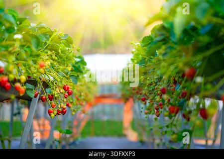 Lush strawberry plants with vibrant red berries are seen in a greenhouse. Sunlight filters through, highlighting the fresh produce on display in the e Foto Stock