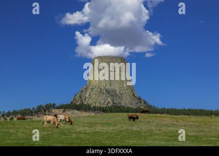Devil's Tower, Wyoming Foto Stock