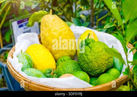Vari agrumi ibridi di sfumature verdi in un cestino. Foto Stock