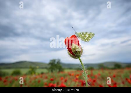 Eastern Dappled White (Euchloe ausonia) che riposa sul papavero (Papaver rhoeas), Monti Rodopi, Bulgaria, maggio 2024 Foto Stock