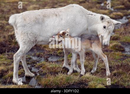 Renna (Rangifer tarandus) mucca di renna con vitello a tarda primavera, reintrodotto il Cairngorm Reindeer Herd, Cairngorm National Park, Speyside, Scozia, Foto Stock