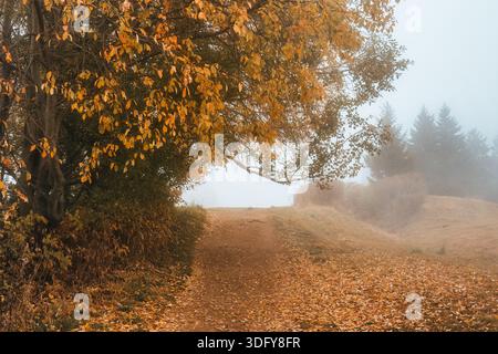 Percorso di campagna autunnale ricoperto di foglie dorate e alberi caduti al mattino nebbioso Foto Stock