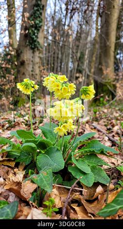 Una pianta erbacea perenne Primula elatior, uno dei primi precursori della primavera. La pianta è diffusa in Europa Foto Stock