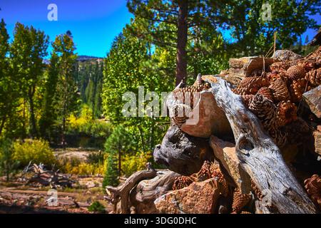 Pinne e tronchi intemprati nella foresta illuminata dal sole che si radura con lussureggianti alberi verdi Foto Stock