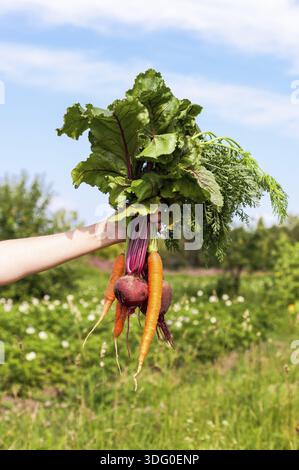 Mano azienda bundle fresco di verdure su verde dello sfondo dei campi Foto Stock