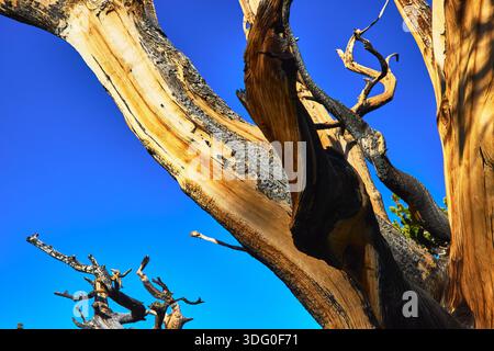 Bristlecone Pine Tree Twisted Branches contro Blue Sky White Mountain California Foto Stock