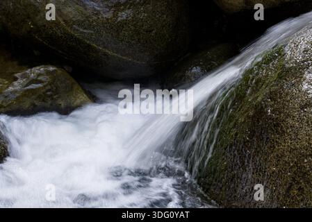 Una piccola cascata naturale si snoda tra pietre di fiume mossy, creando schiuma bianca e un senso di movimento. Perfetto per la natura e per il benessere. Foto Stock