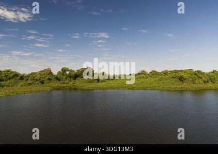 Splendida immagine della zona umida brasiliana, regione ricca di fauna e flora Foto Stock