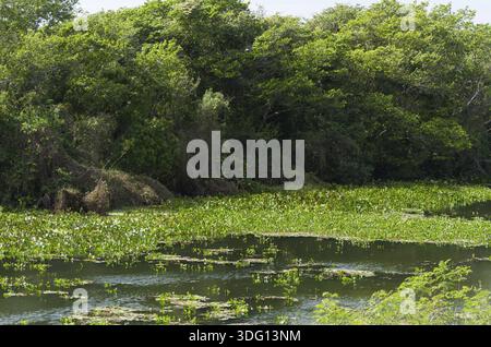 Splendida immagine della zona umida brasiliana, regione ricca di fauna e flora Foto Stock
