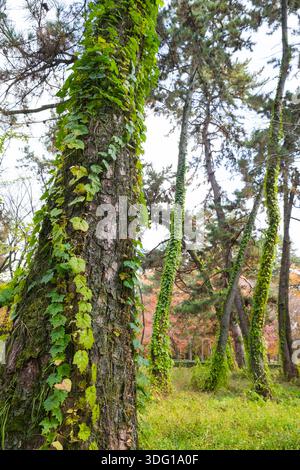 Il Giardino Nazionale Gyoen di Kyoto presenta un paesaggio sereno dove la natura prospera. Alberi torreggianti, adornati da vigne verdi vibranti, creano un pittoresco Foto Stock