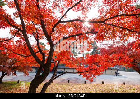 Il Giardino Nazionale Gyoen di Kyoto mette in mostra la bellezza del fogliame autunnale, con vivaci alberi di acero rosso che incorniciano una scena tranquilla. L'ampio giardino offre Foto Stock