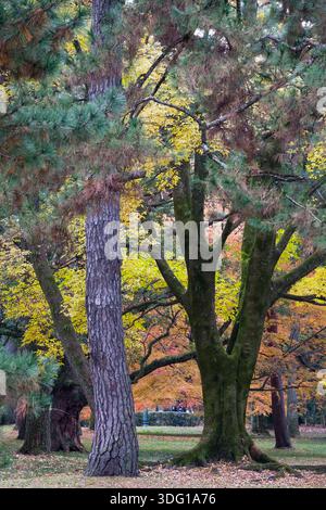 Il Kyoto Gyoen National Garden offre una fuga serena con i suoi paesaggi meticolosamente mantenuti e il suo significato storico. Il giardino presenta una varietà Foto Stock