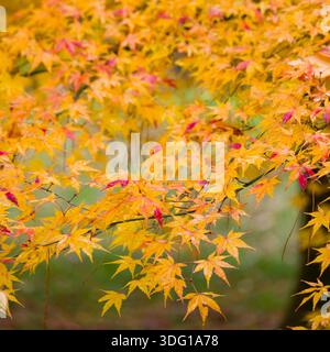 Il Kyoto Gyoen National Garden mostra la vibrante bellezza del fogliame autunnale, in particolare l'acero giapponese. Il paesaggio sereno del giardino offre un'atmosfera unica Foto Stock