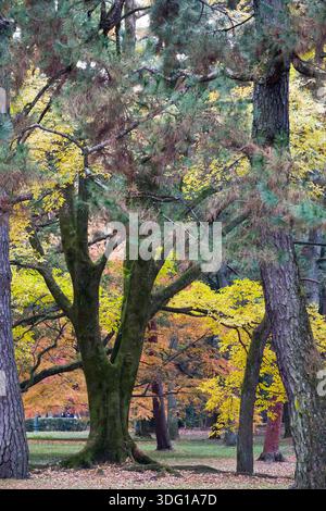 Il Kyoto Gyoen National Garden offre una fuga serena con i suoi ampi prati e alberi maturi. Il giardino presenta una splendida miscela di terreni naturali Foto Stock