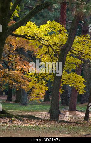 Il Giardino Nazionale Gyoen di Kyoto mette in mostra la serena bellezza del fogliame autunnale. Il paesaggio del giardino è punteggiato da una varietà di alberi che mostrano sfumature Foto Stock