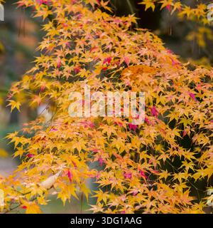 Il Giardino Nazionale di Kyoto Gyoen mette in mostra la vibrante bellezza del fogliame autunnale, con alberi d'acero che mostrano uno spettro di tonalità calde. Il giardino, un ex Foto Stock