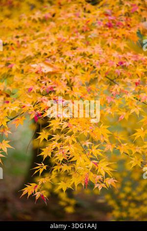 Il Giardino Nazionale di Kyoto Gyoen mette in mostra lo splendore del fogliame autunnale, con alberi d'acero che passano in vivaci tonalità di oro e ambra. Il delicato Foto Stock